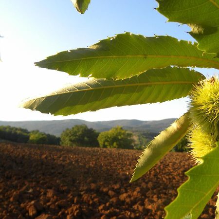 Agriristoro Podere S. Andrea Massa Marittima Bagian luar foto