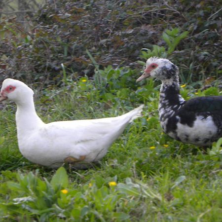 Agriristoro Podere S. Andrea Massa Marittima Bagian luar foto
