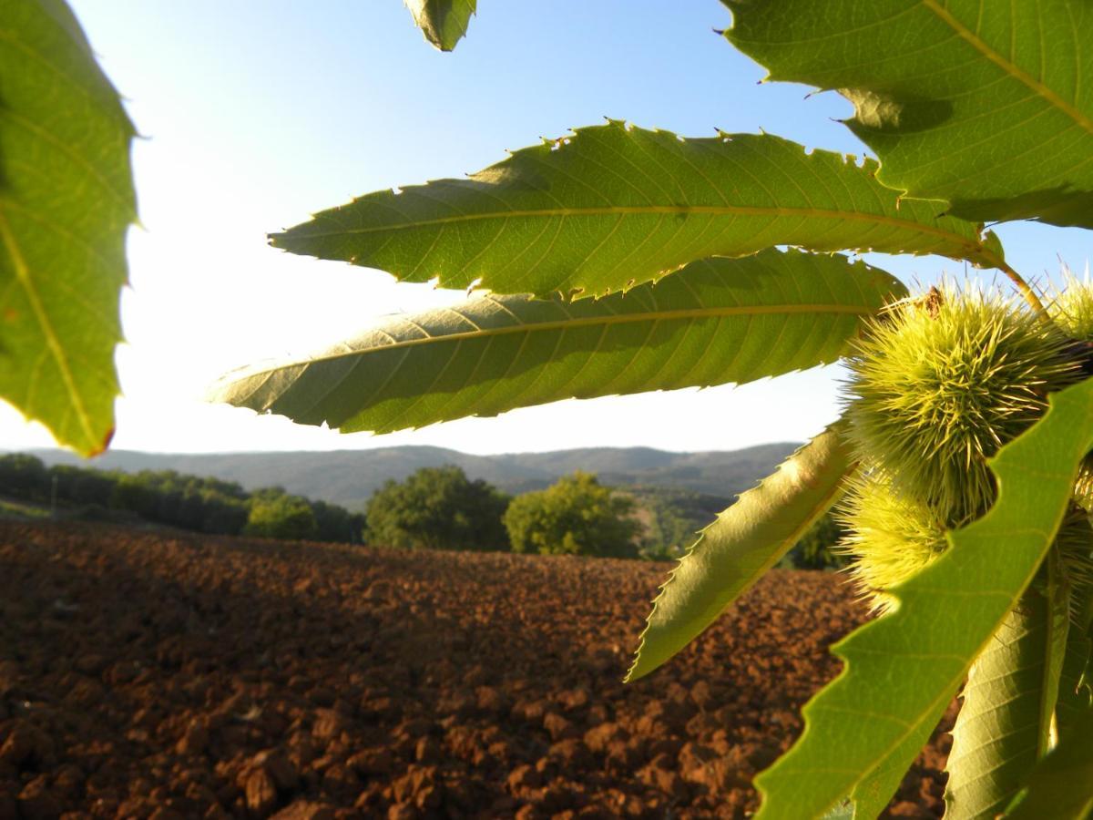 Agriristoro Podere S. Andrea Massa Marittima Bagian luar foto