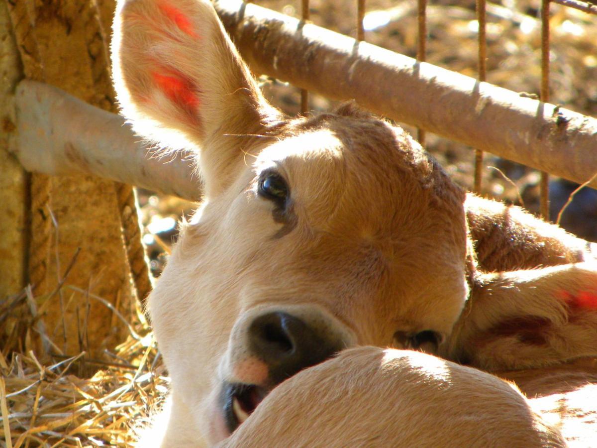 Agriristoro Podere S. Andrea Massa Marittima Bagian luar foto