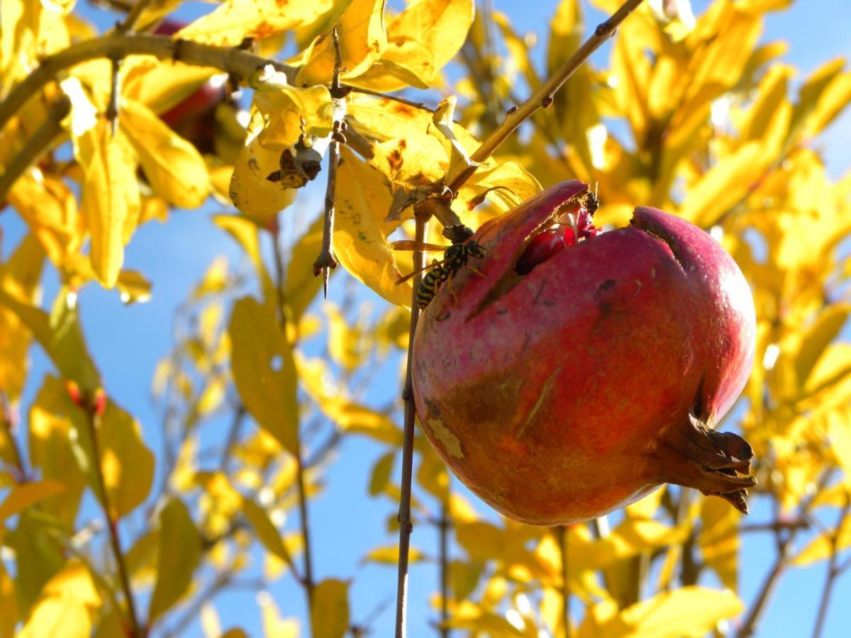 Agriristoro Podere S. Andrea Massa Marittima Bagian luar foto